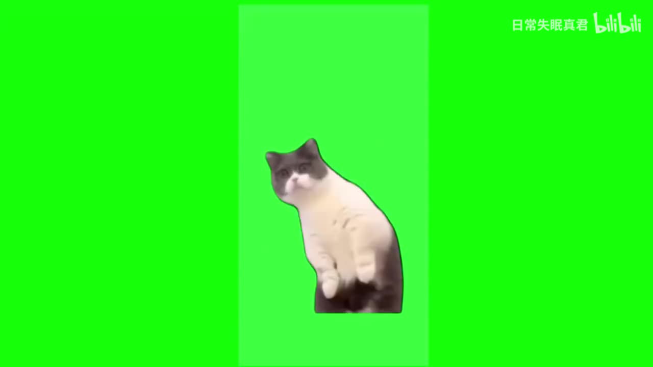 老哥你咋回事猫