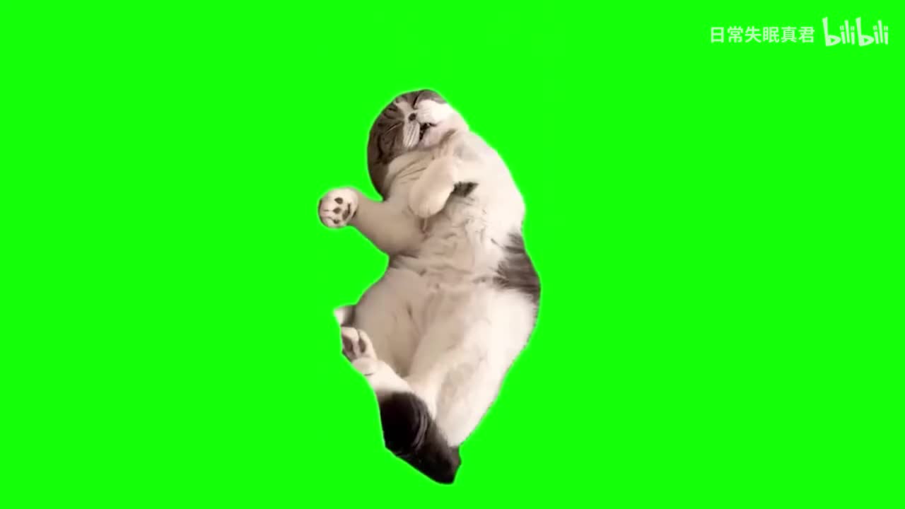 睡觉突然醒了猫