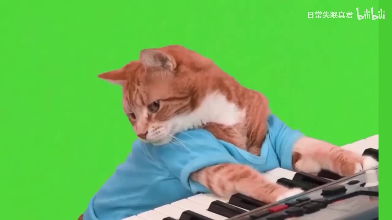 弹钢琴猫