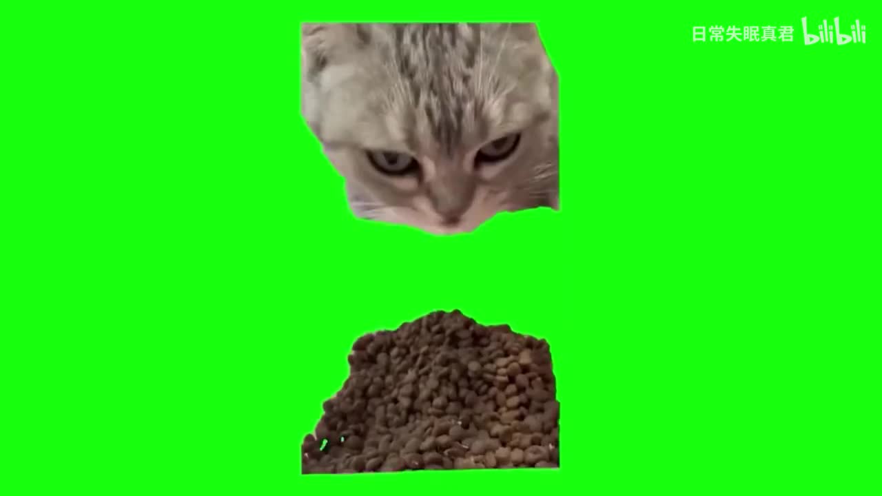 吃猫粮猫