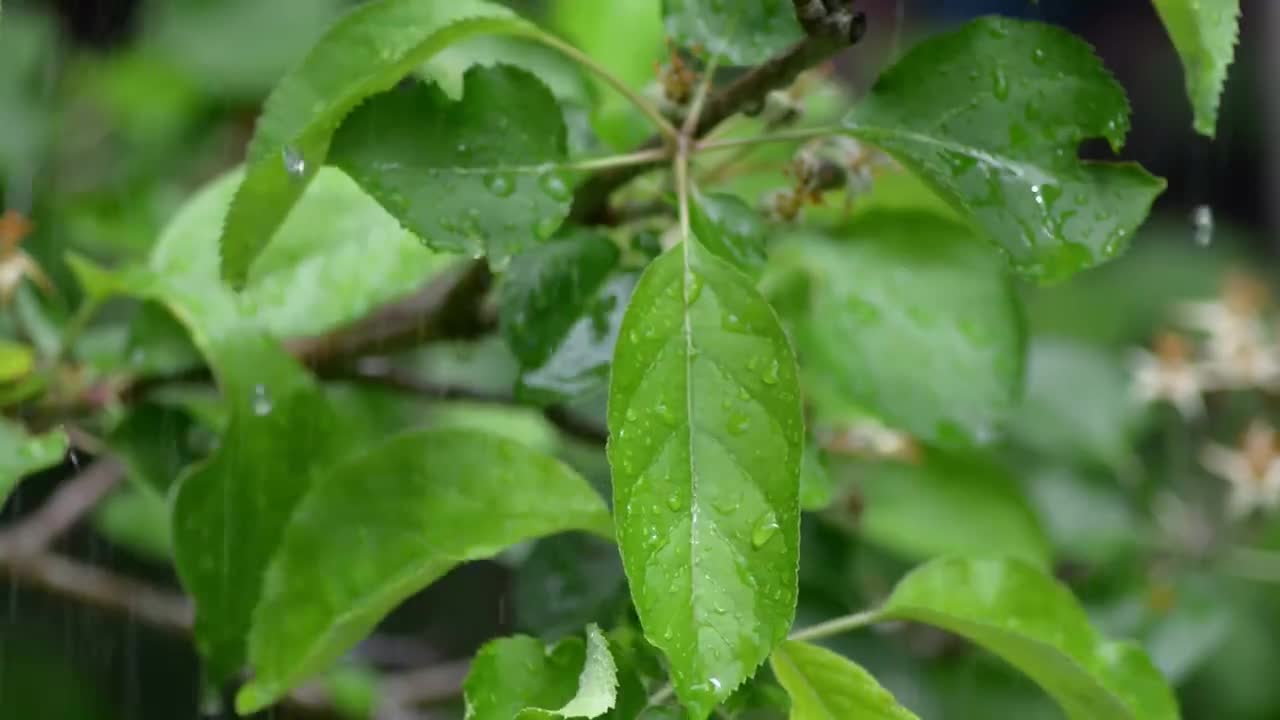 雨天叶子 水珠 #0880