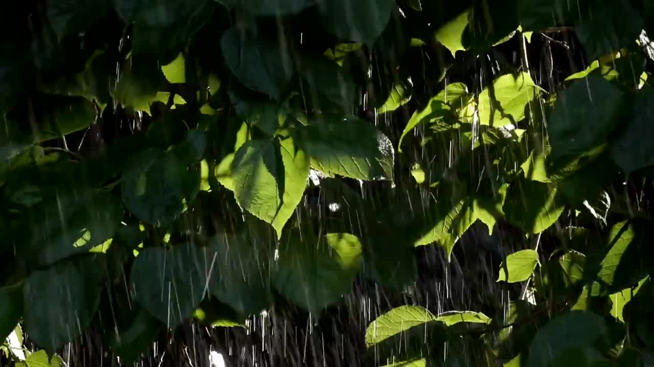 雨水冲刷树叶 #0877