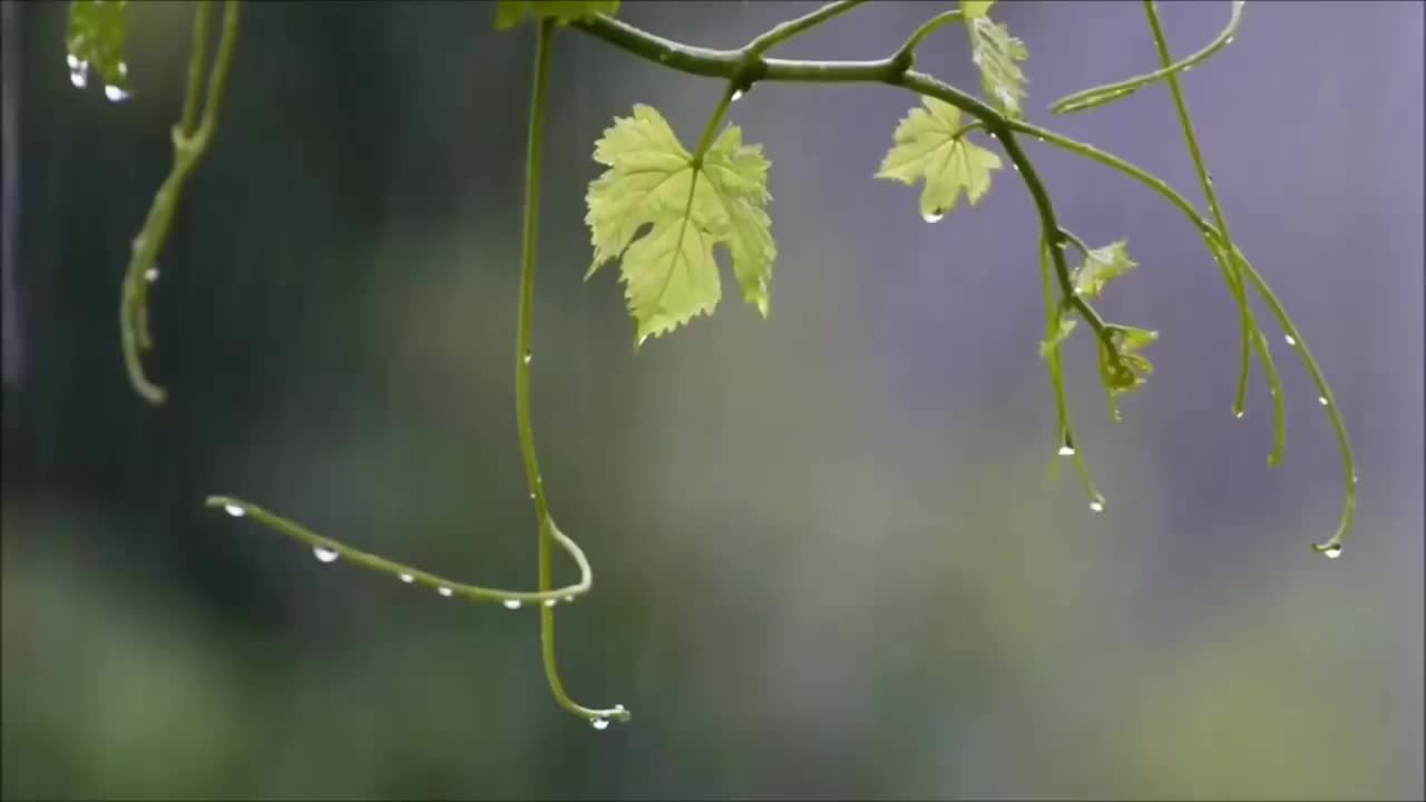 下雨 叶片 雨天空镜 #0881