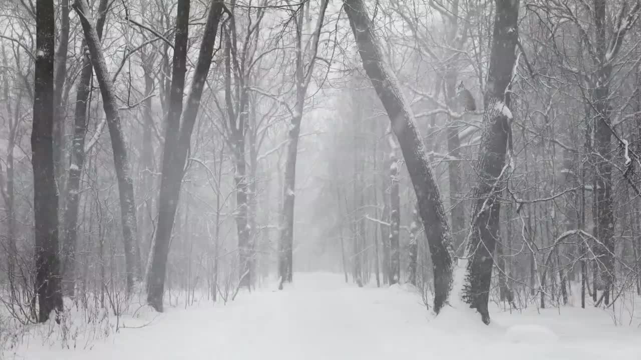 多款雪景 树木 树枝 #1012