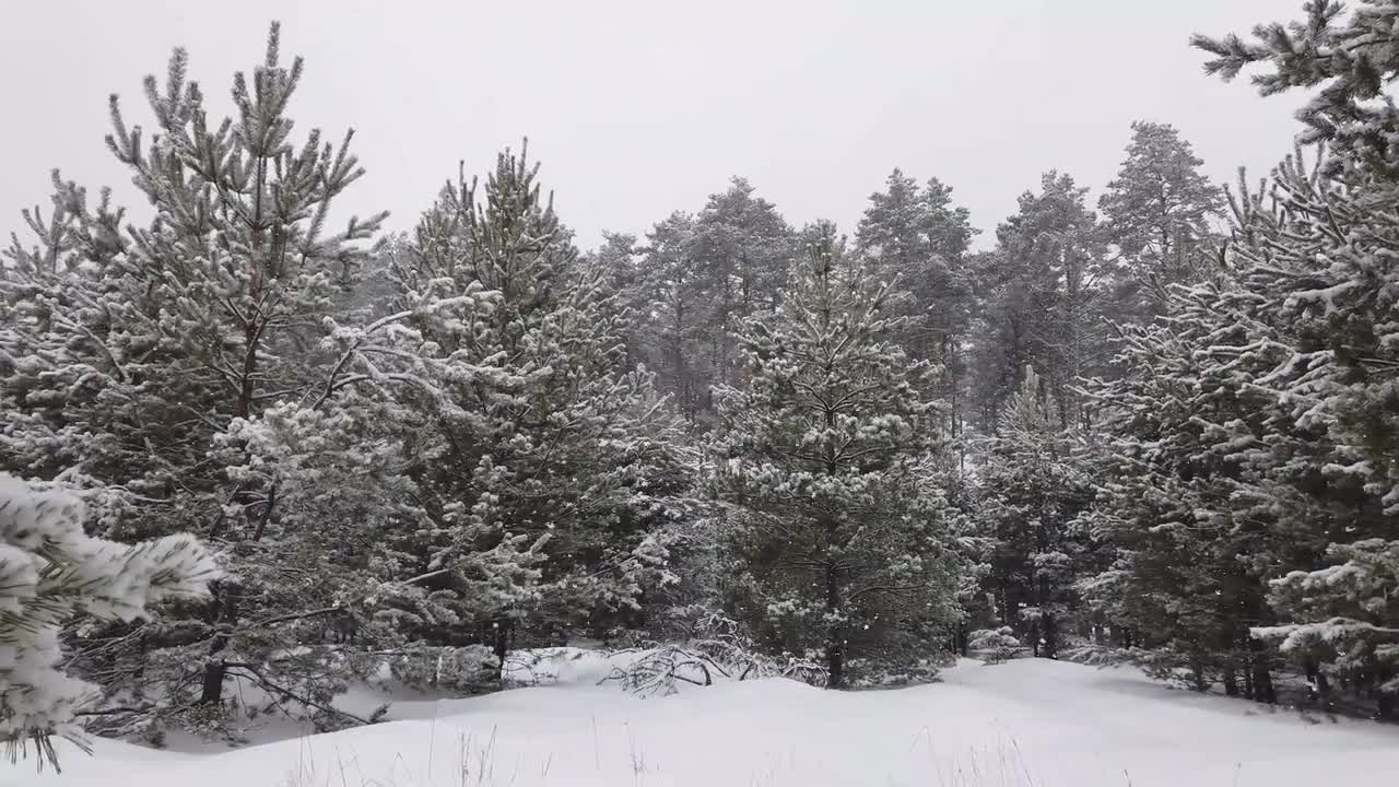 多款雪中的松树 #1010