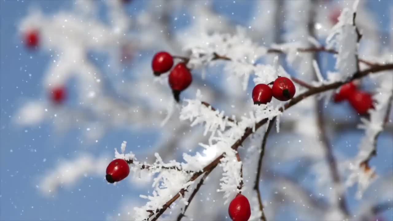 冬天雪花 树枝果实 #1000