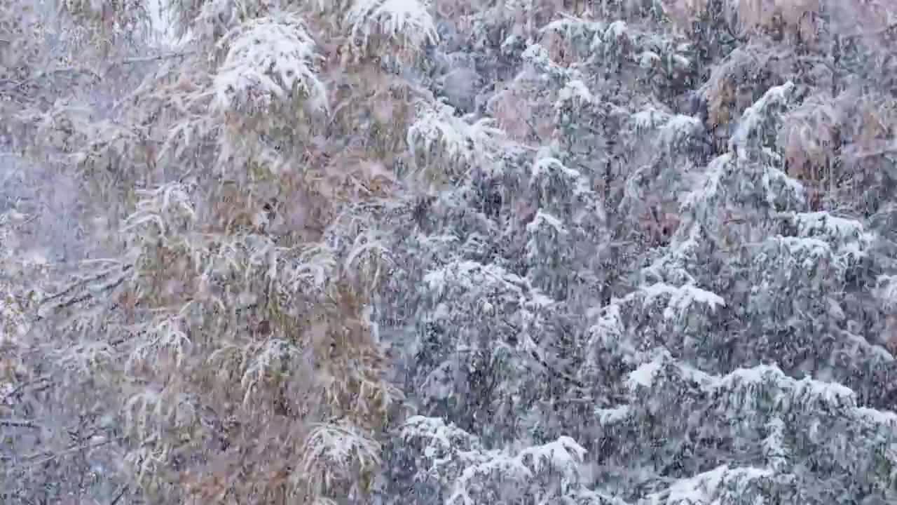 大雪纷飞 下雪 雪花 #1016