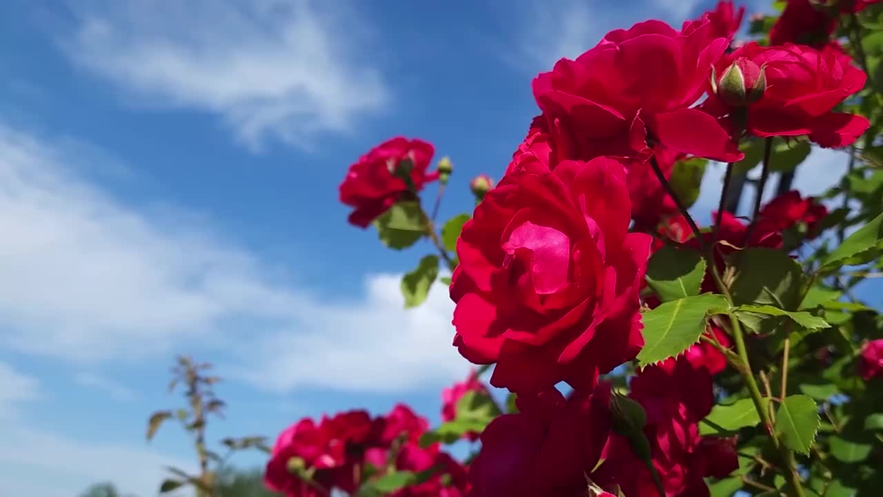 玫瑰花（红色）合集一 #4051