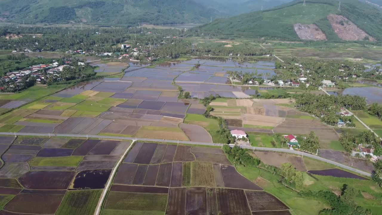 水稻 合集一 #4251