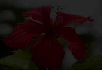 一个美丽的传说