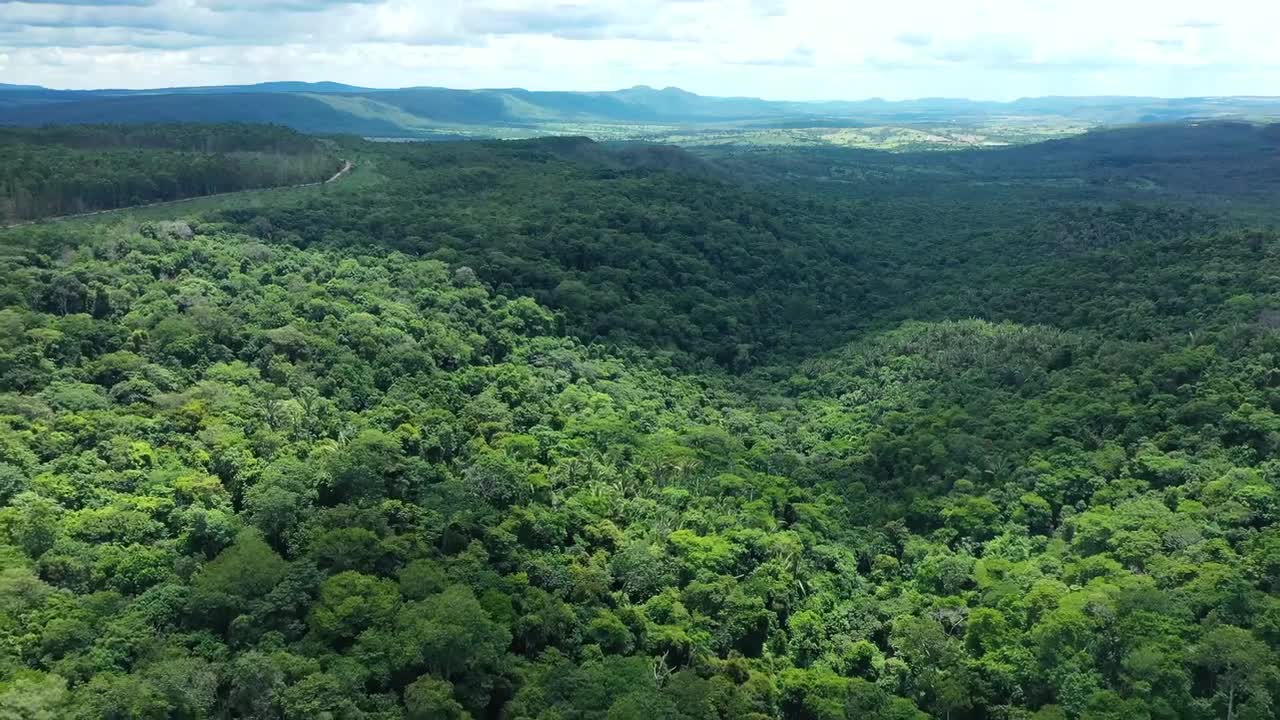 森林 树木 合集三 #4507