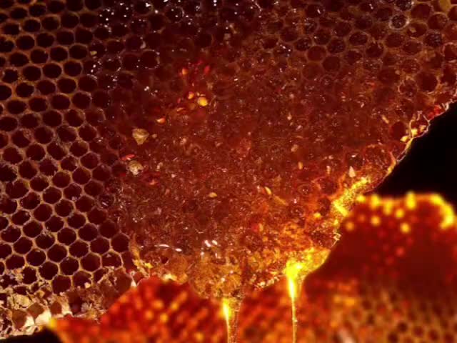 honeycomb eating asmr