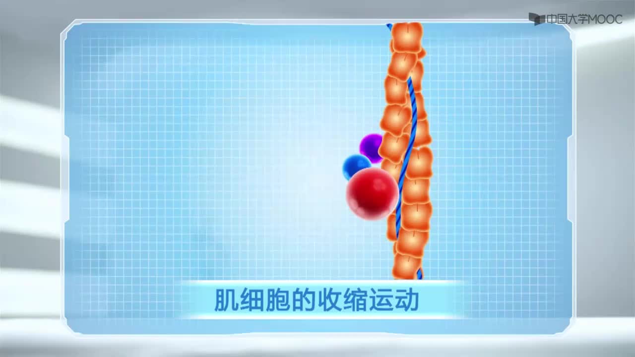 图 8-16 细肌丝的分子结构示意图