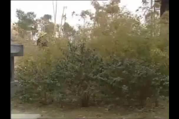 安徽地方戏曲黄梅戏《王婆骂鸡》全剧_高清