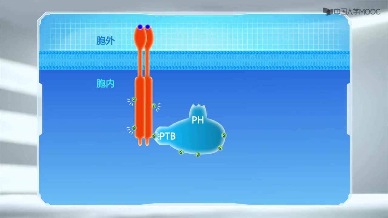图 11-8 细胞内信号蛋白之间的相互作用是靠蛋白质模式结合域所特异性介导的示意图