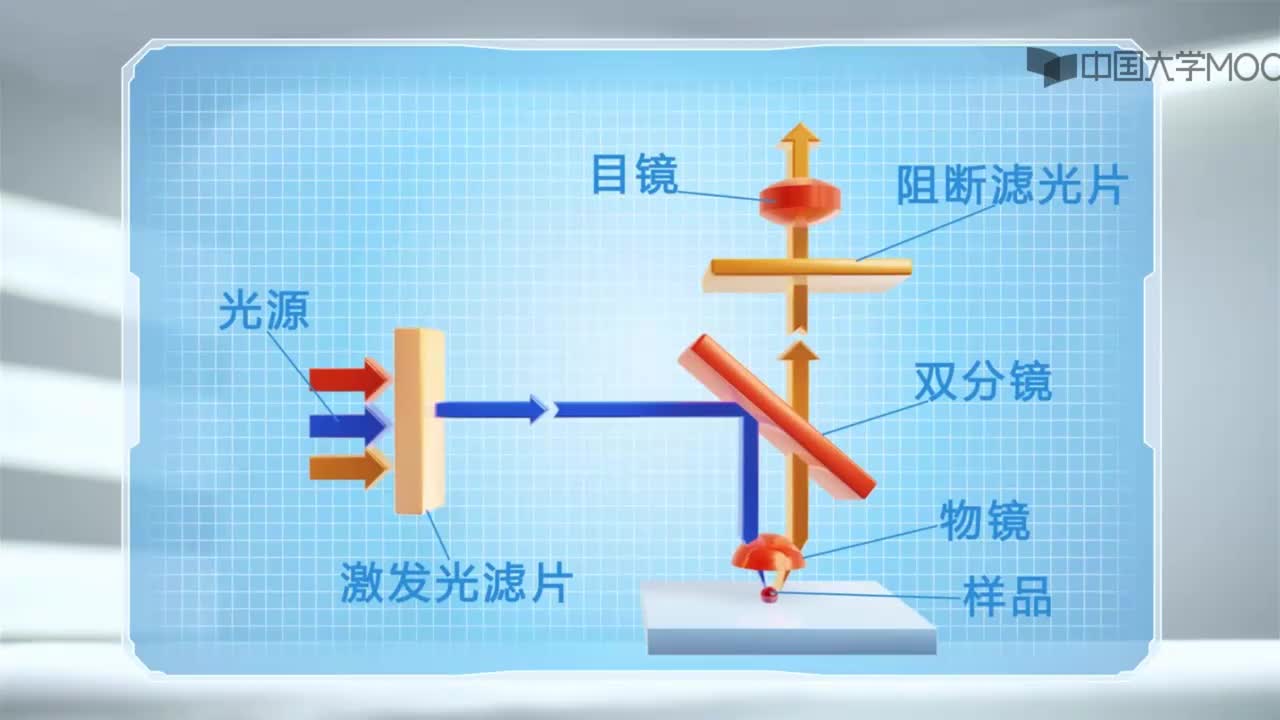 图 2-7 荧光显微镜的基本原理及其应用
