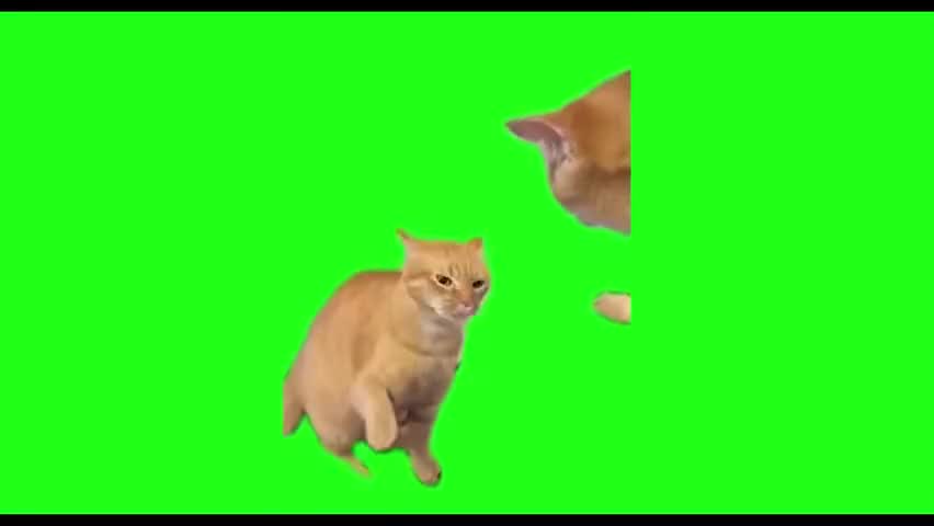 32.被打一直叫猫