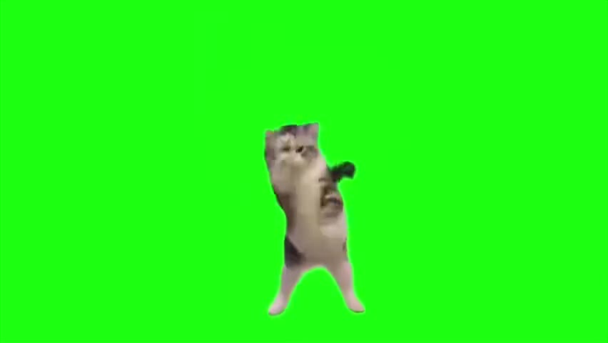 28.往前虚空爬的chipi猫