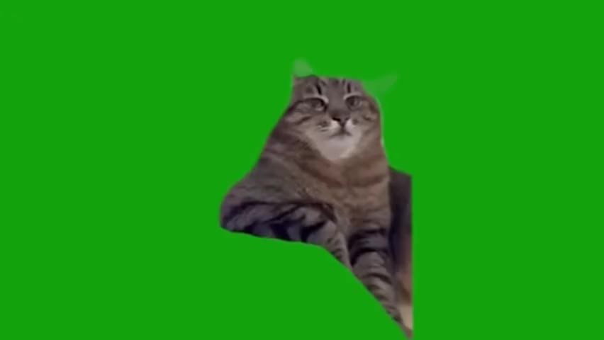 05.手搁桌思考人生猫