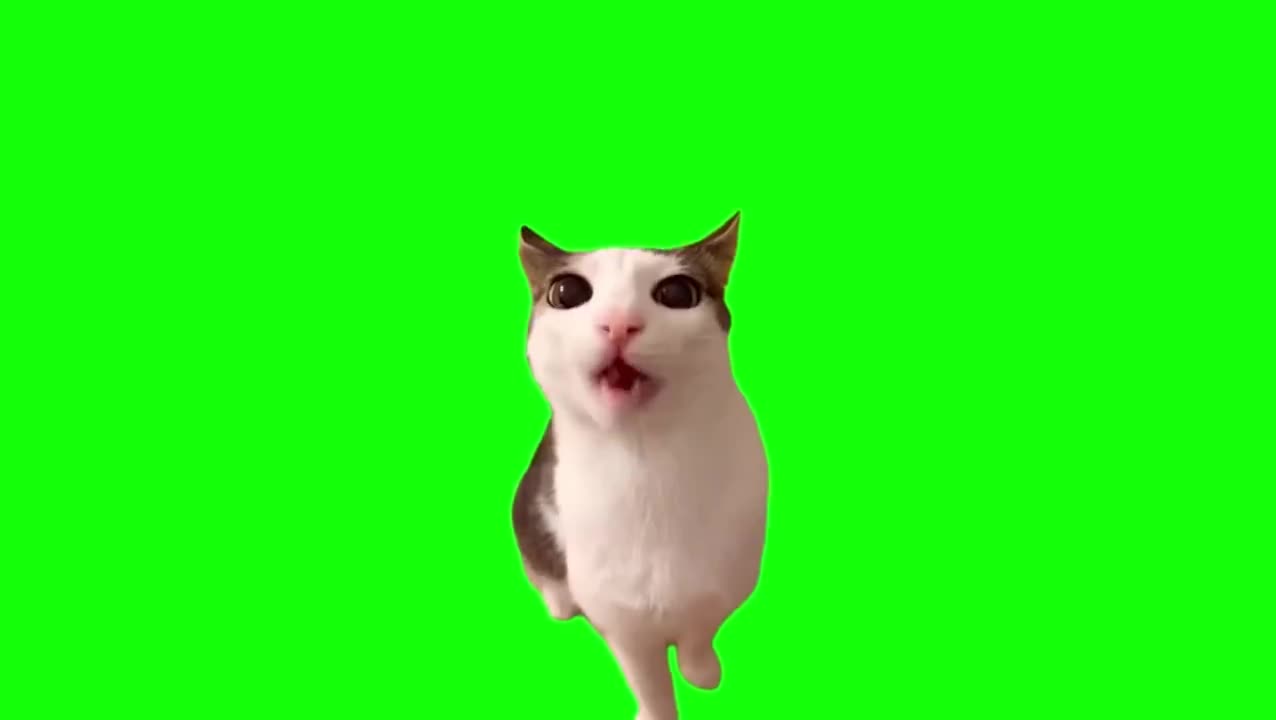 啃食零食猫（有声）