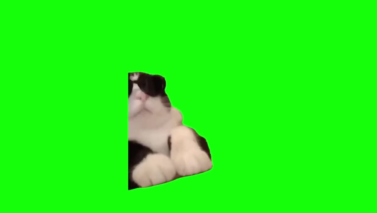 酷酷小猫敲键盘（有声）