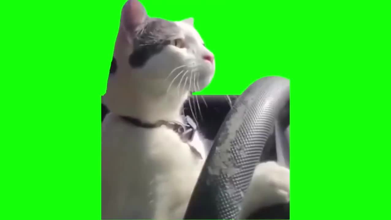 开车猫（有声）