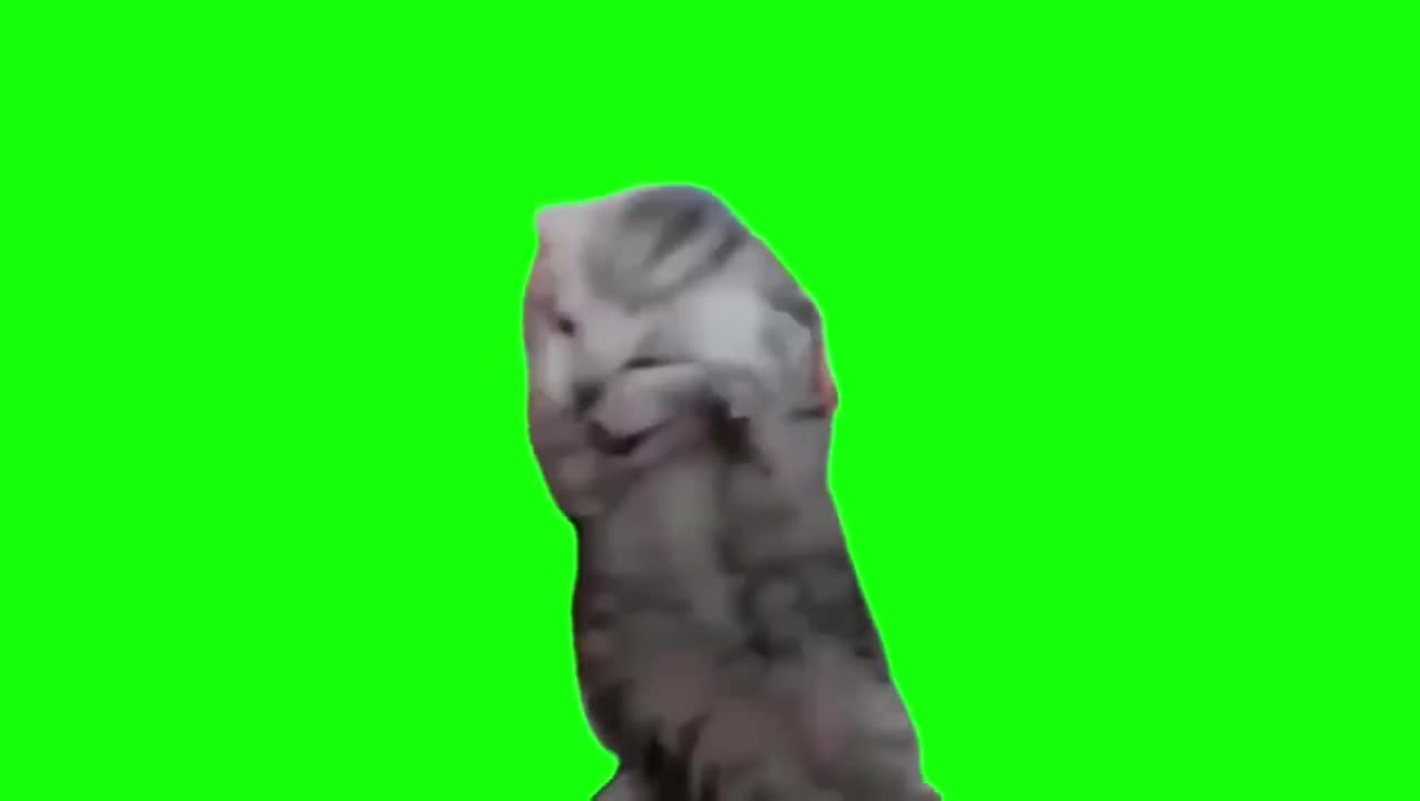 抱头尖叫小猫咪（有声）