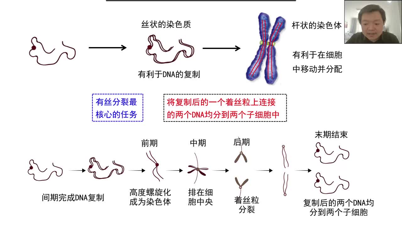 必修1第六章第1节：细胞增殖（7-2）有丝分裂 的过程