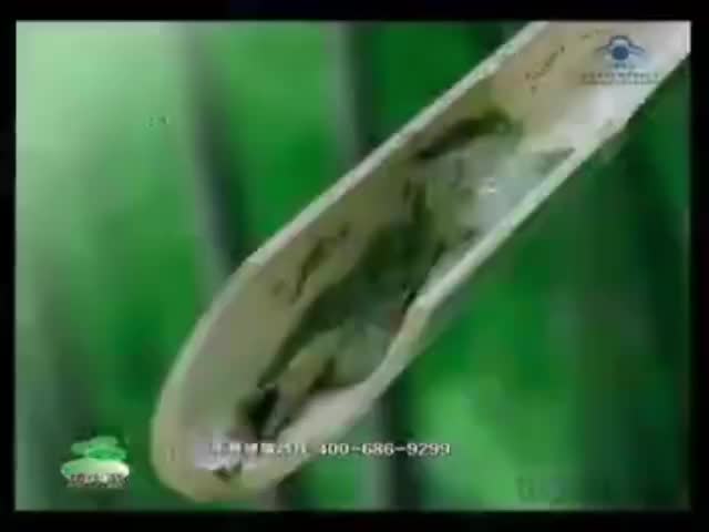 冷若萌碧生源常润茶-2009年6月