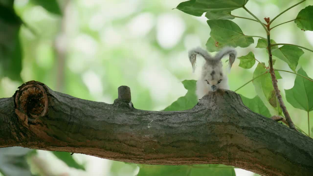 《我在中山遇见友城》系列作品——中山&檀香山：观鸟搭档的X任务