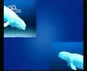 [158107]_[长风海洋世界]_[哈哈少儿频道]_[2011-09-27]