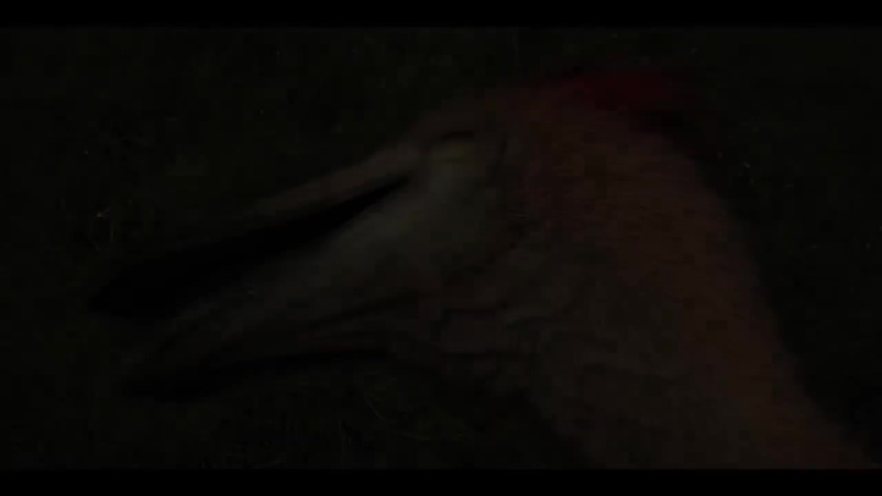 神奇的恐龙世界 羽毛革命 3