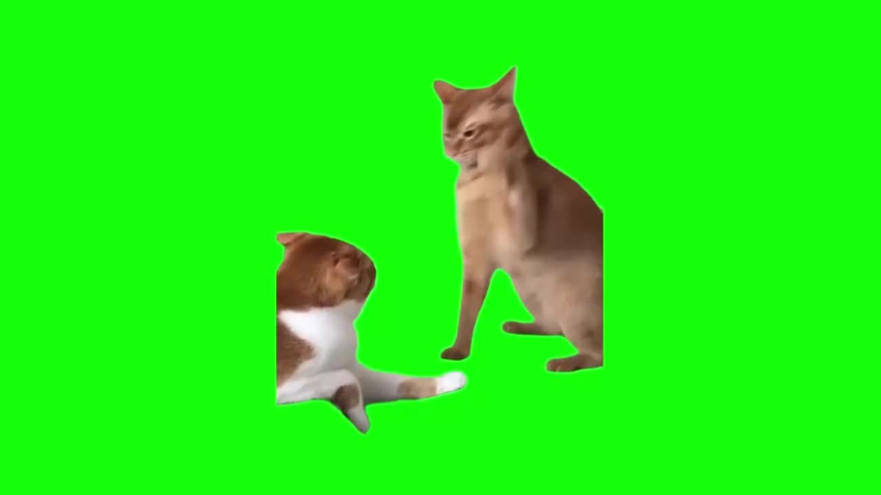 猫打猫头（有声）