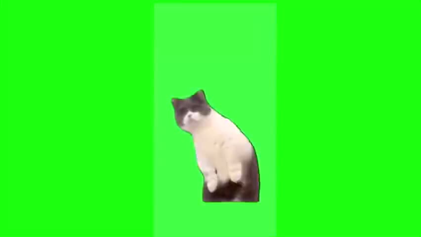 老哥你咋回事猫