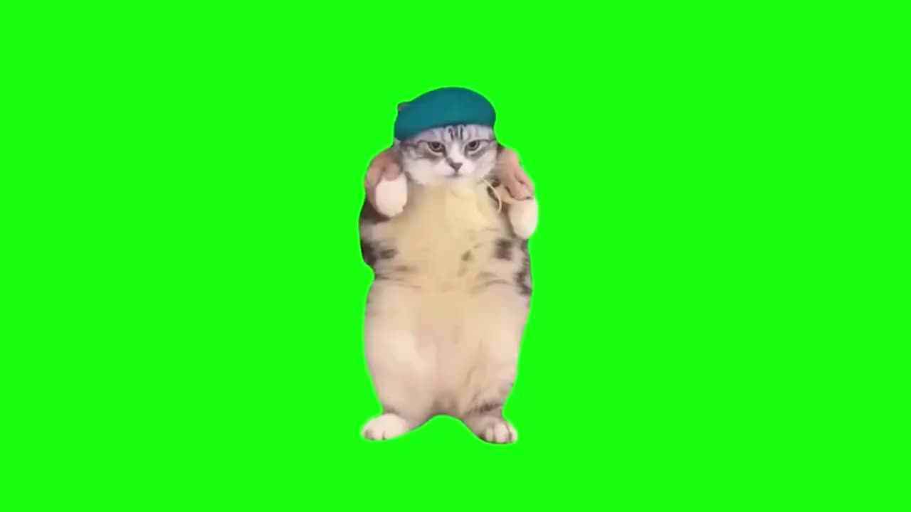 劲爆肥猫跳舞（有声）