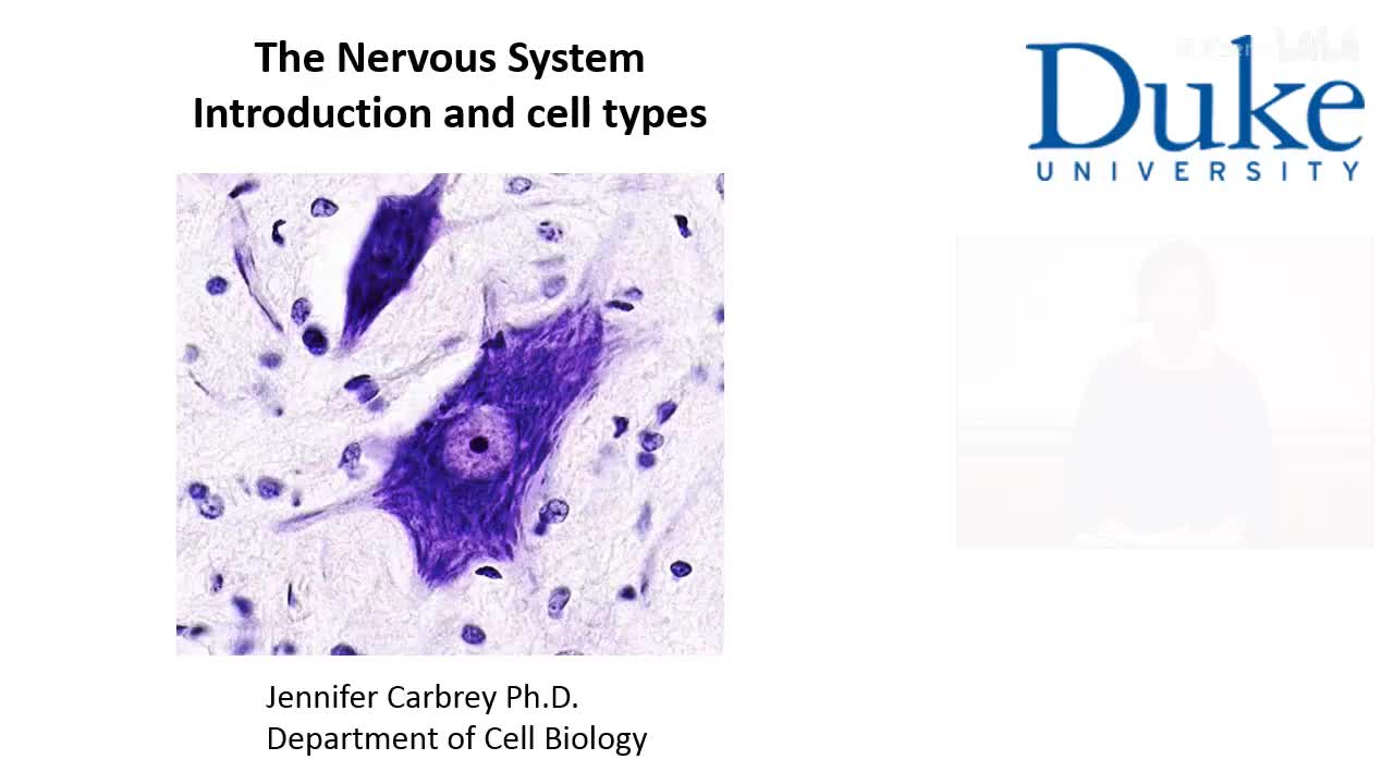 p7_01_introduction-and-cell-types