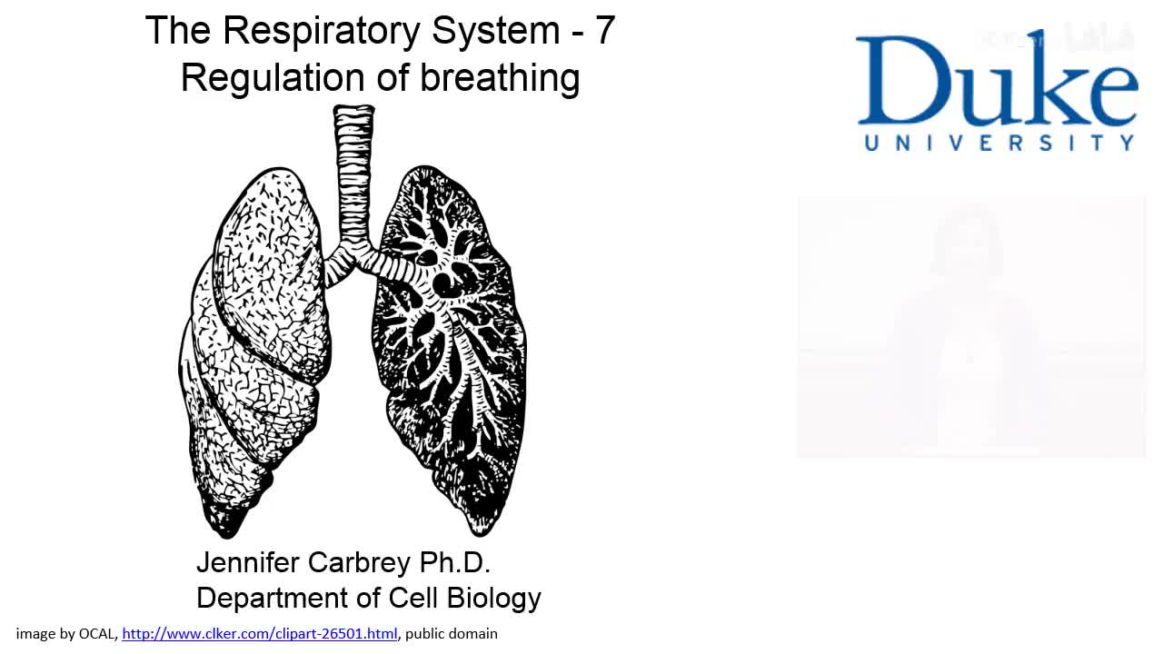 p33_02_regulation-of-breathing