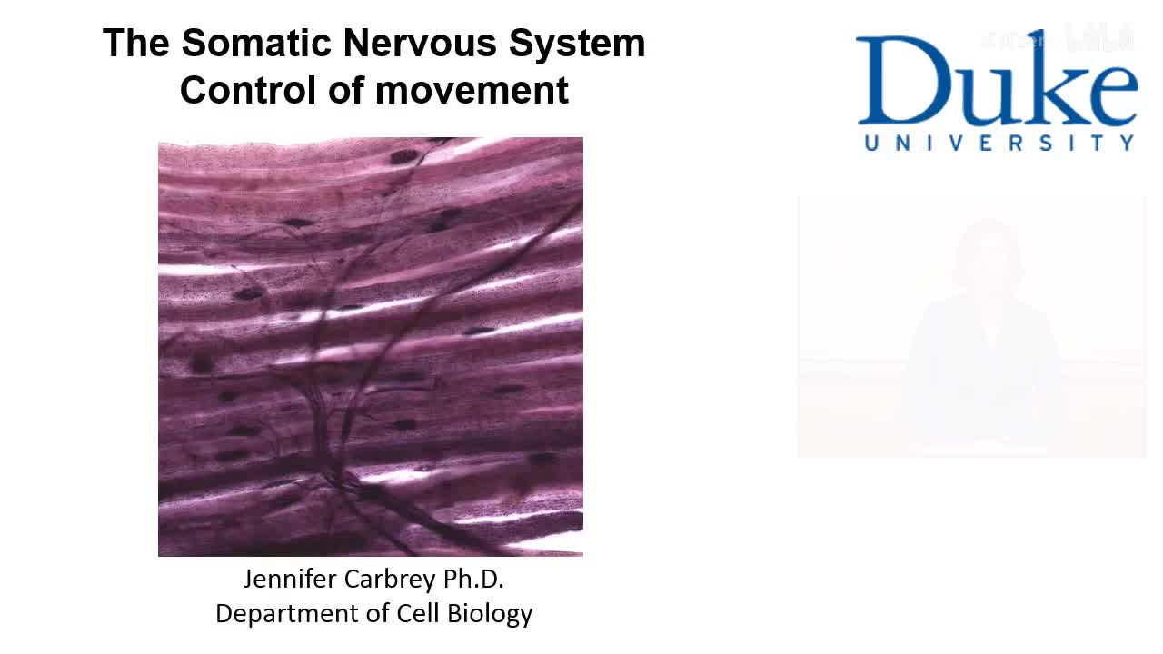 p16_02_control-of-movement