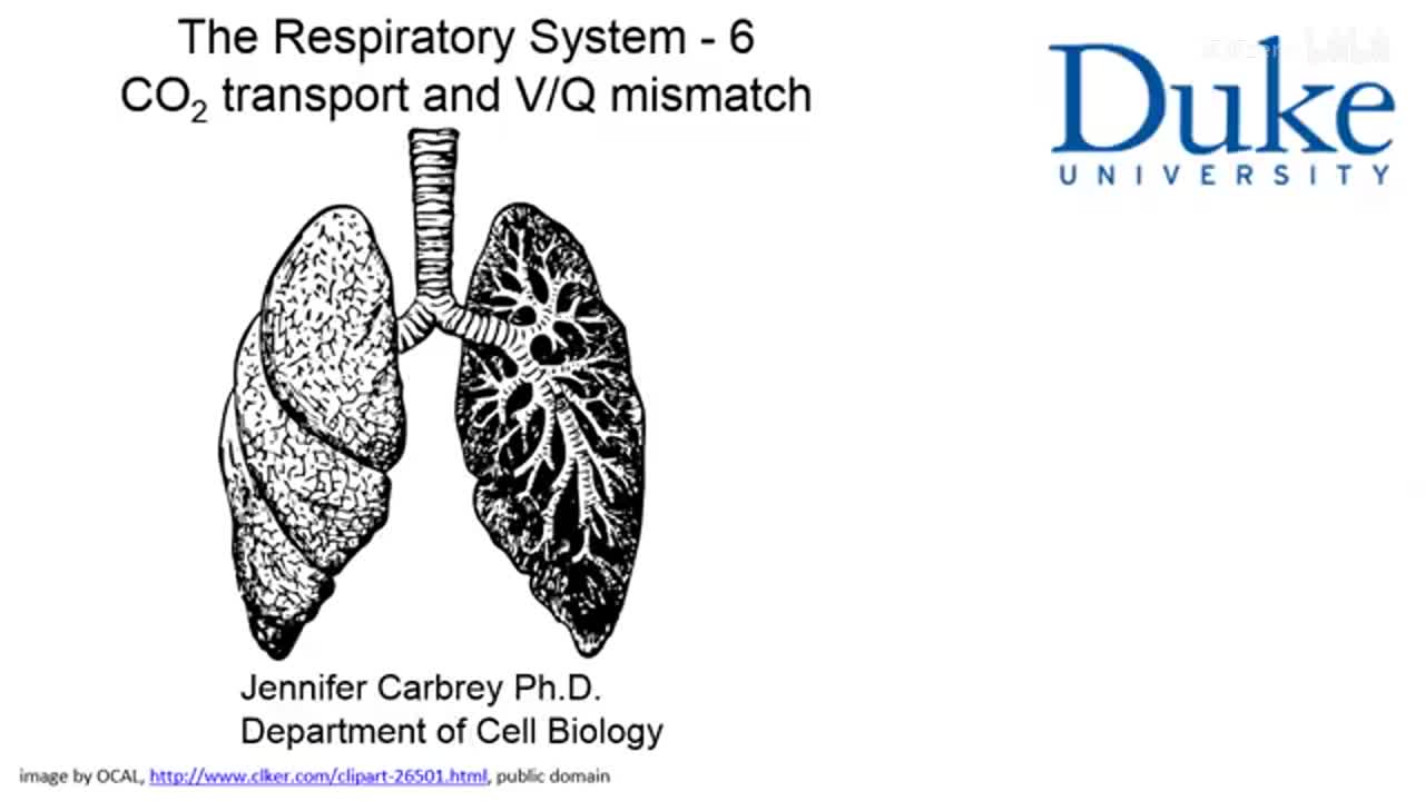 p31_02_co2-transport-and-v-q-mismatch