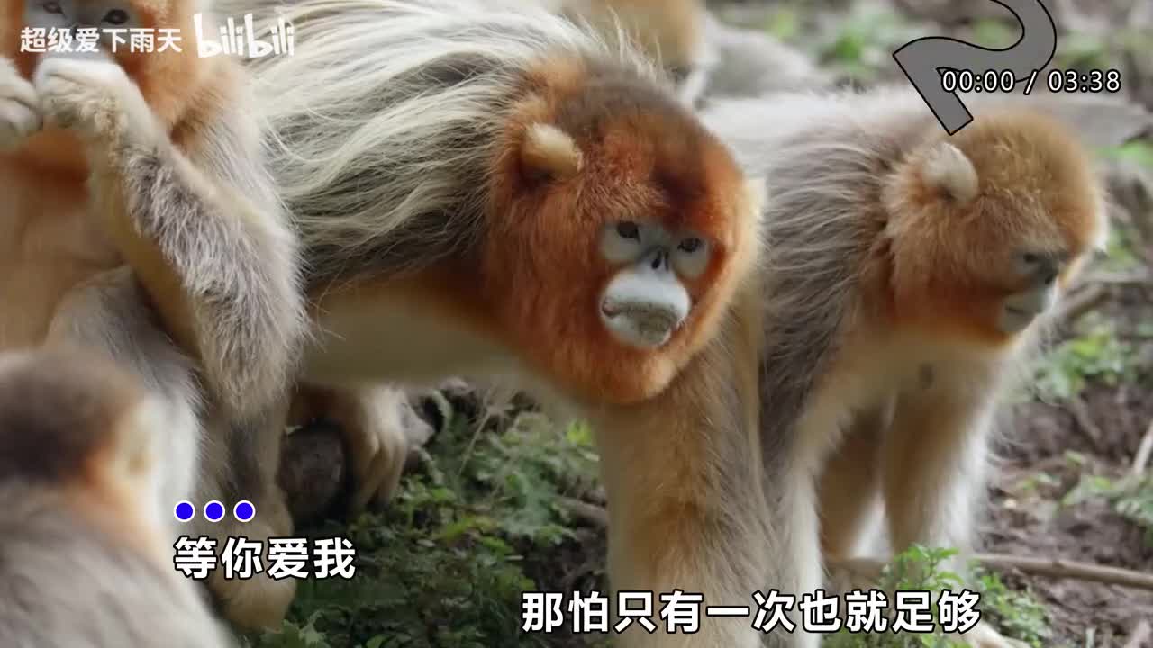 004.陈明-等你爱我