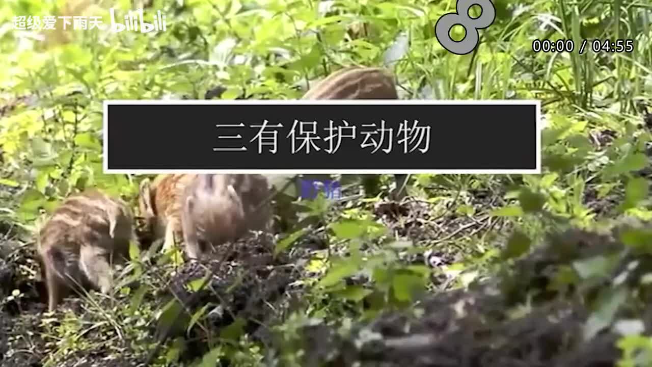 005.林志炫-蒙娜丽莎的眼泪