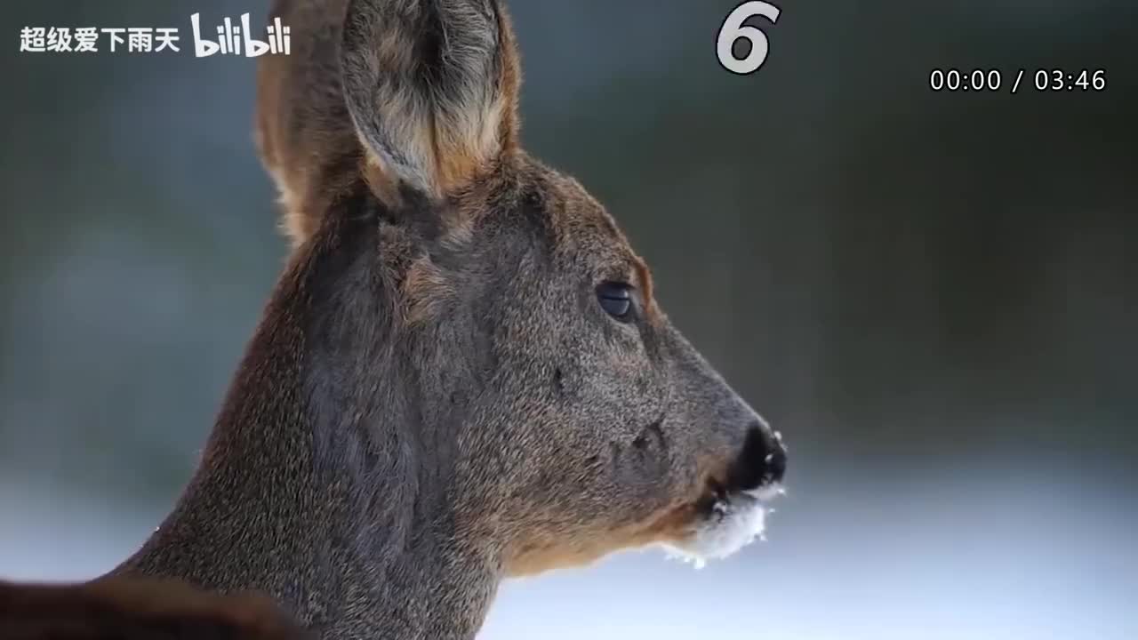 101.苏醒AllenSu-好大一棵树