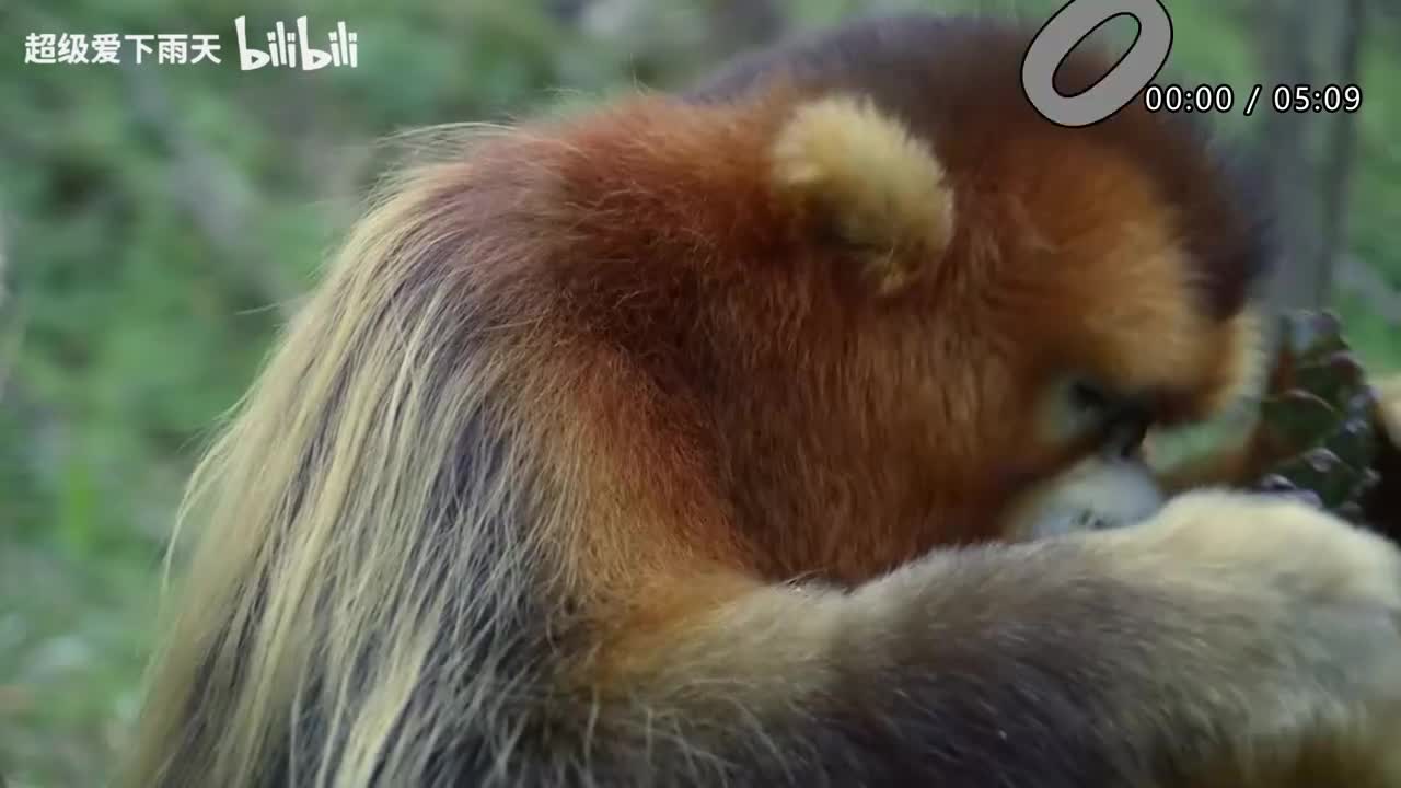 008.郁可唯-如果云知道