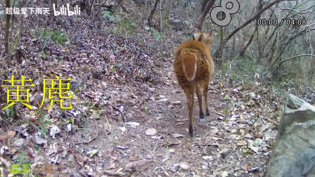 009.许茹芸-凤凰花开的路口
