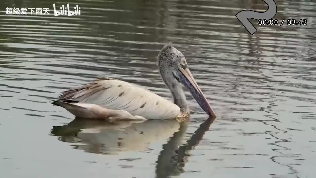 119.周深-欢乐中国年