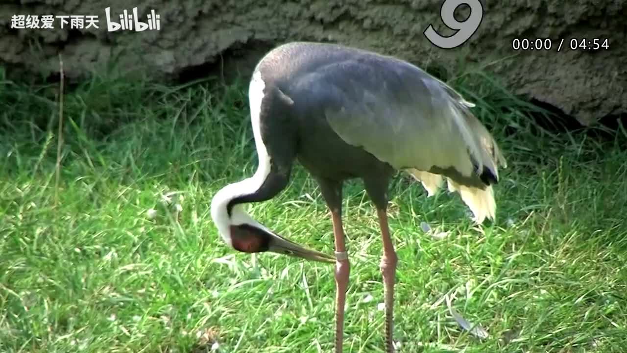 100.田震_白举纲-干杯朋友