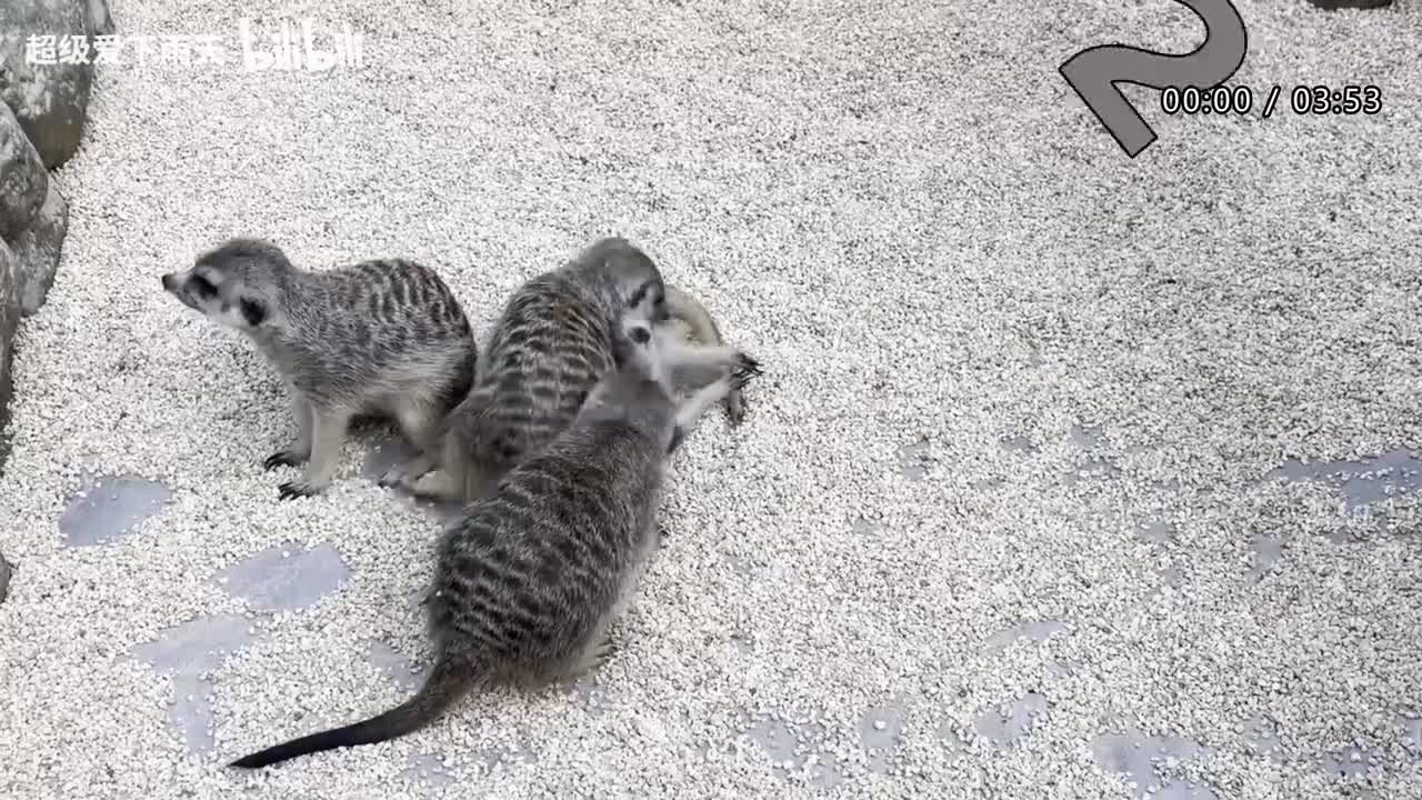 110.任贤齐-自由飞翔