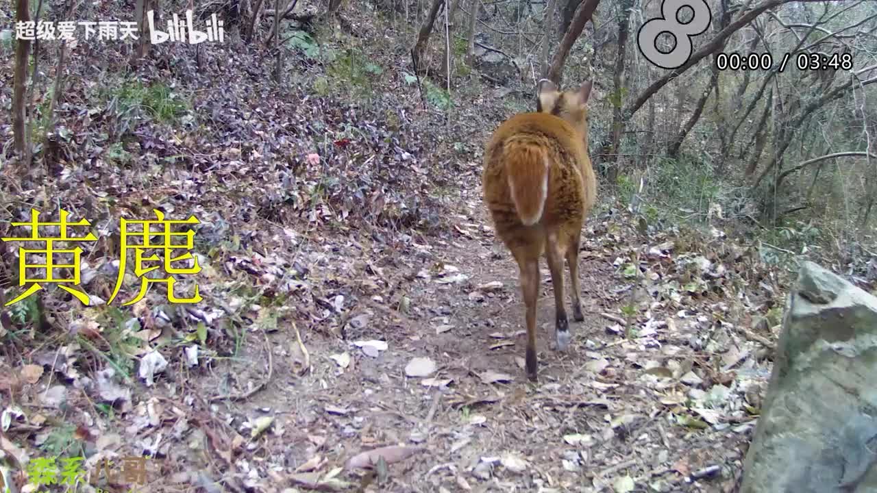069.许茹芸-DearLife