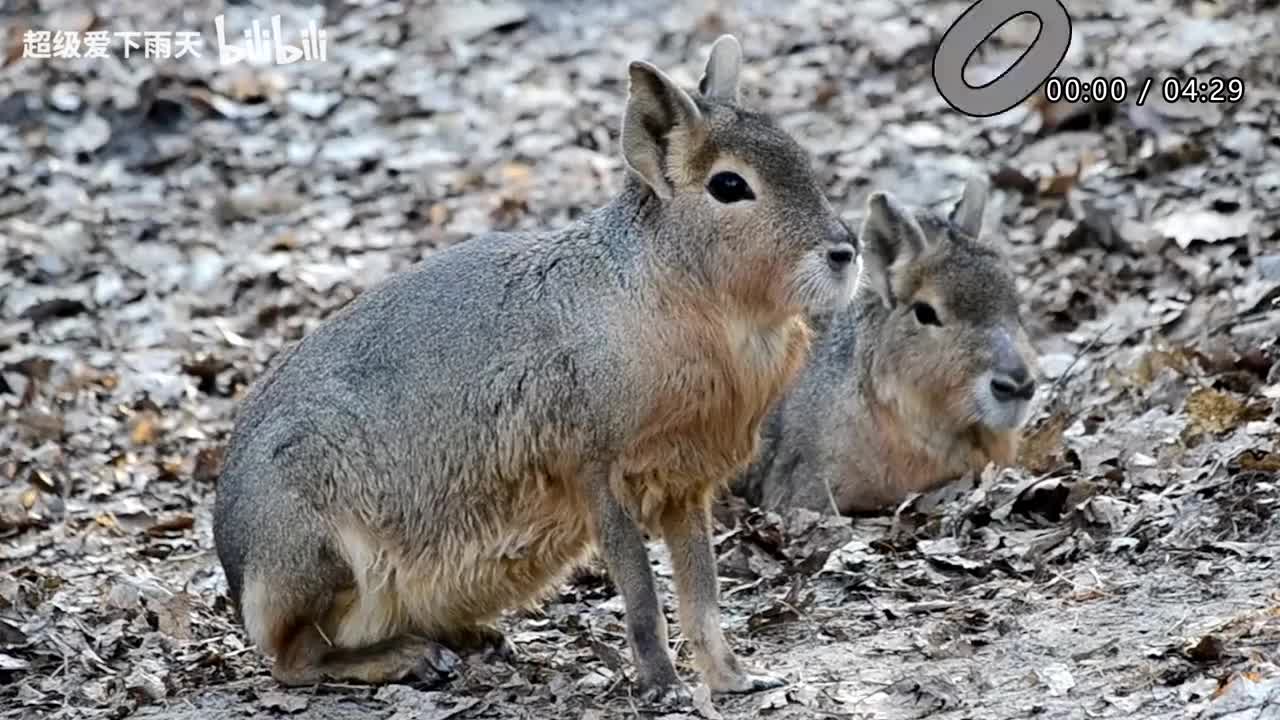 034.许茹芸-突然想爱你
