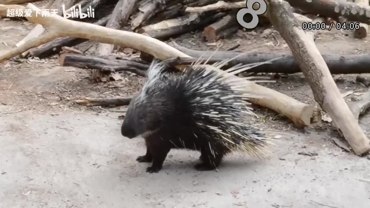 027.谭咏麟-你看你看月亮的脸